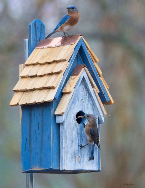 Bluebird Manor | Bluebird Houses | Blue Bird Birdhouses | Heartwood