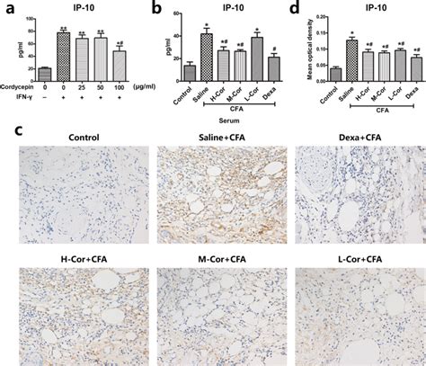 Cordycepin Inhibited Ifn Induced Ip Expression A Cordycepin