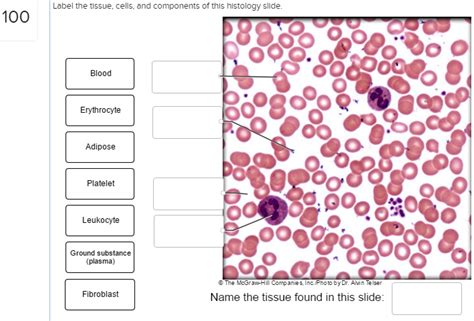 Solved Label The Tissue Cells And Components Of This Hi