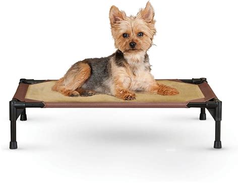 10 Best Elevated Dog Beds