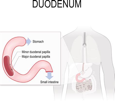 10 Duodenal Papilla Illustrations Stock Illustrations Royalty Free