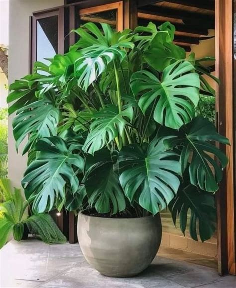 Saco De Adão Planta - Planta Costela-de-Adão: 51 Inspirações – TODA DECORADA