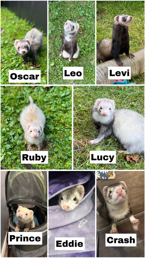 how to ferret dirty without vet 5