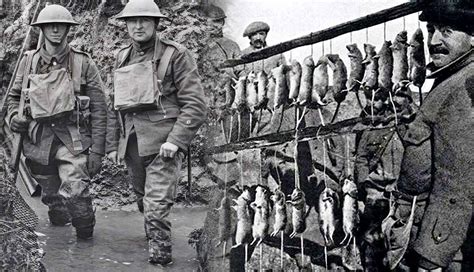 World War 1 Trench Rats