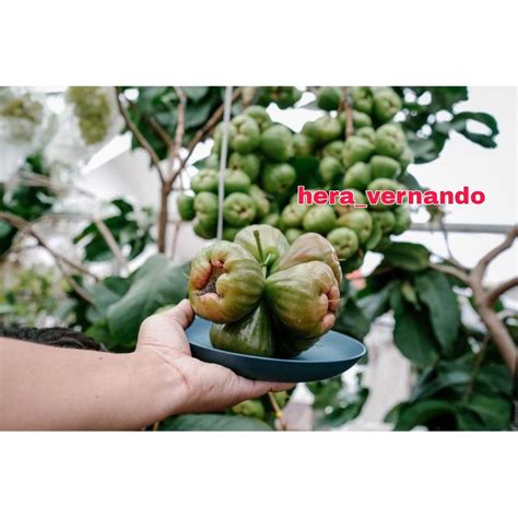 Jual Bibit Jambu Air New Dalhari Super Okulasi Shopee Indonesia