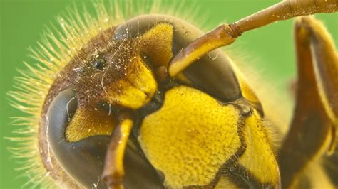 green hornet outlook magazine