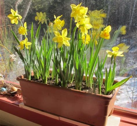 Секреты выращивания нарцисса в домашних условиях