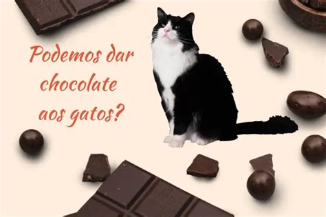 Pode Dar Chocolate Para Gato - Páscoa Chegando e… Podemos Dar Chocolate aos Gatos? - Educa Felino