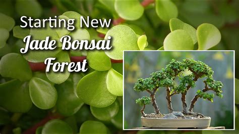 Jade Bonsai Forest Bonsai Forest Tutorial How To Make Jade Bonsai