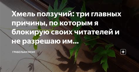 Хмель ползучий: три главных причины, по которым я блокирую своих ...