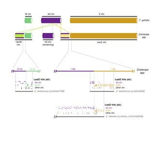 Fine Scale Genome Architecture Of The Sylvioidea Neo Sex Chromosomes
