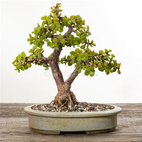 how to care for a jade bonsai tree