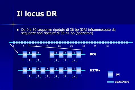 Ppt Epidemiologia Della Tubercolosi In Toscana Powerpoint