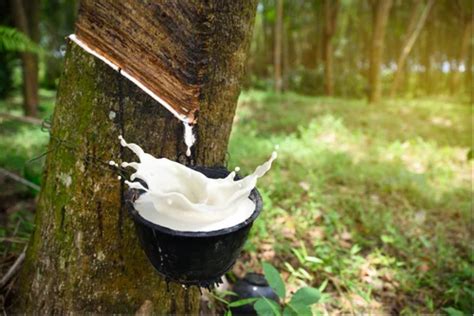 O Que É Latex Natural - 60% Natural Rubber Latex at ₹ 106/litre | Natural Latex in New Delhi ...