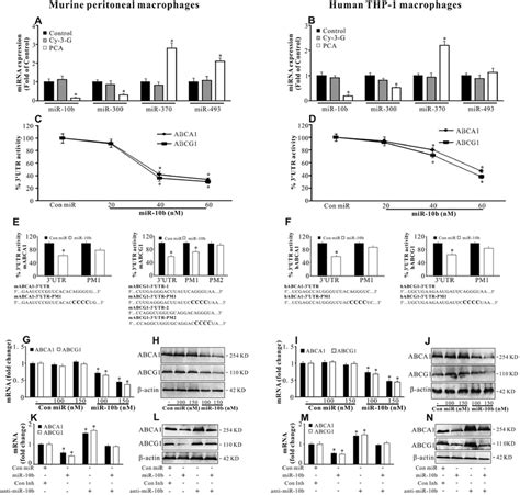 Abca1 And Abcg1 Genes Are Direct Targets Of Mir 10b A And B