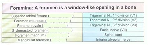 foramens diagram quizlet
