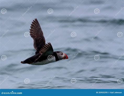 Puffin stock image. Image of bardsey, bird, wales, ocean - 35955295