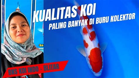 Paling Banyak Di Buru Koi Kualitas Seperti IniBNS KOI INDO BLITAR