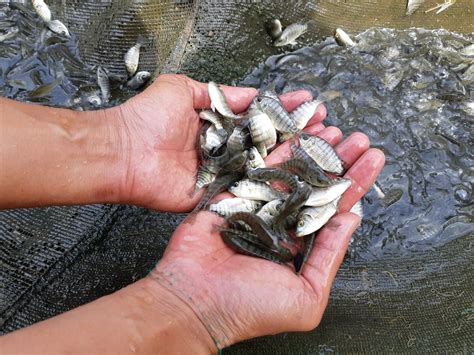 Benih Ikan Nila Ukuran 5 7 Cm Benih Ikan Nila