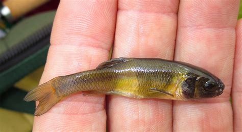 Minnow, Fathead Outdoors4life | www.roughfish.com