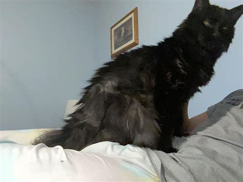 Tried combining boy and girl today but also KITTY! : r/femboy