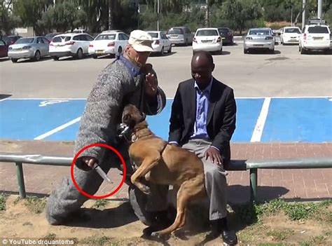 video footage shows belgian malinois dog  israel stop knife attacker  demonstration