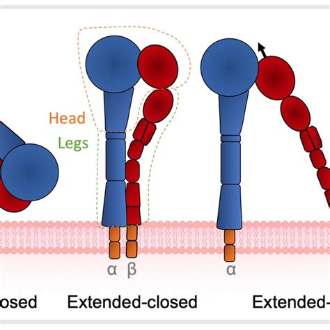 Pdf Integrin Mediated Tgfβ Activation Modulates The Tumour