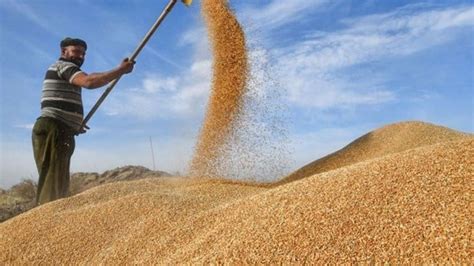 iraqi trade ministry approves  million  kurdistan farmers wheat