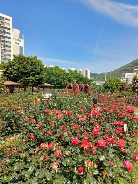 대구 5월에 가볼 만한곳 성서 이곡장미공원 5월 8일 기준 개화 상황 네이버 블로그