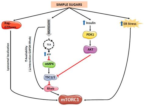 Ijms Free Full Text Mtor Is A Key Protein Involved In The Metabolic