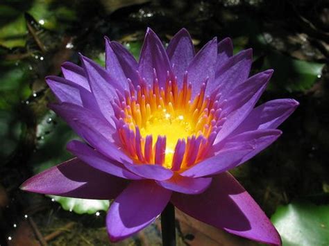 In February Nil Manel Or Blue Water Lily Nymphaea Stellata