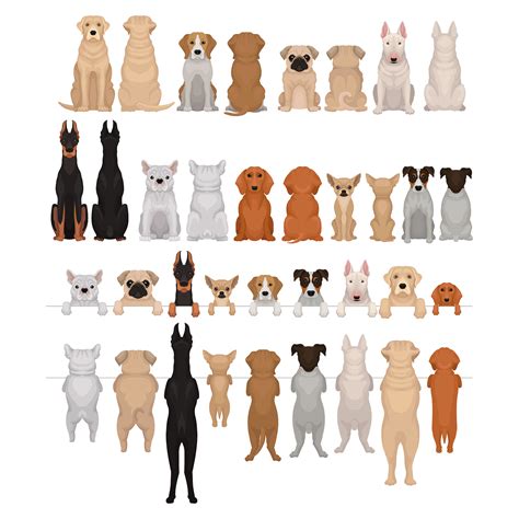 Big Dog Breeds with Short Hair: The 1# Ultimate Guide - All Big Dog Breeds
