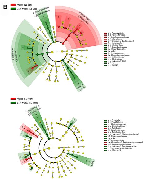 Interplay Between Gonadal Hormones And Postnatal Overfeeding In