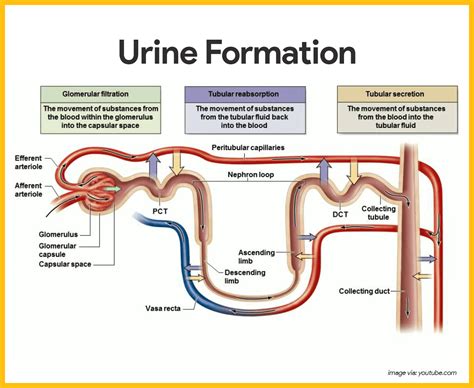 Diagram Of Blood And Urine Flow Through Kidney Renal Supply