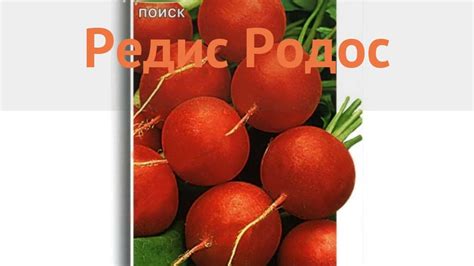 Редис обыкновенный Родос (rodos) 🌿 обыкновенный редис Родос обзор: как ...