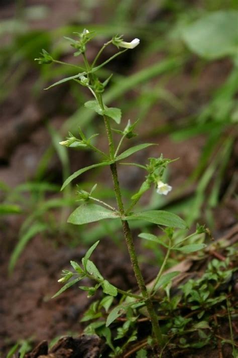 gratiola neglecta clammy hedge hyssop  botany