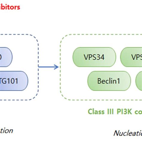 Early Stage Regulations Of The Autophagy Process Mtorc Mammalian Or