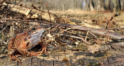 Whether Froglets Switch Sexes Distinguishes Sex Races