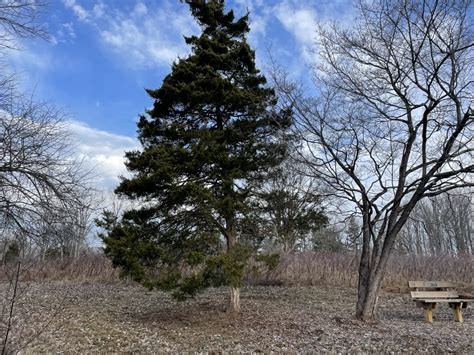 Eastern Red Cedar Creasey Mahan Nature Preserve