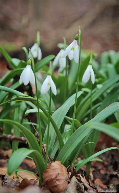 Какой подснежник самый красивый на планете