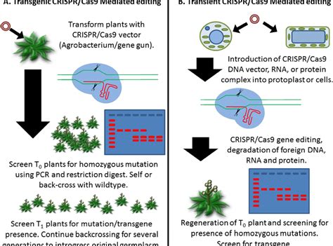 CRISPR/Cas9-mediated genome editing and gene replacement in plants ...