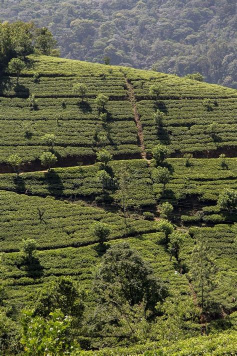 Tea Plantation in Sri Lanka Stock Image - Image of green, hill: 37817525