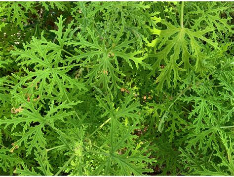 6 Tips for Growing Citronella Plants