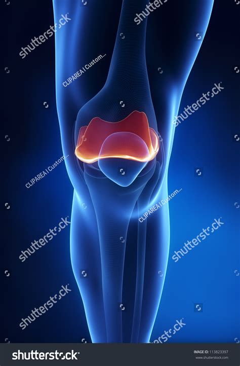 articular cartilage anatomy stock illustration