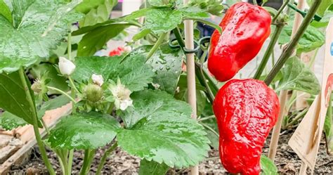 Tips For Growing Peppers Successfully The Garden Magazine