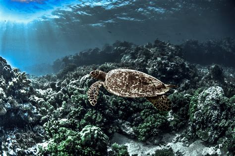 Best Palau Images On Pholder Pics Survivor And Earth Porn