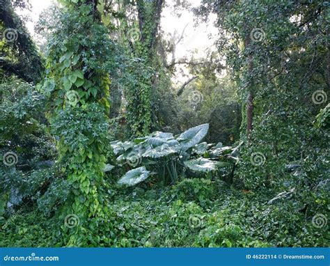 Florida Jungle Stock Photo Image Of Tampa River Hillsborough 46222114
