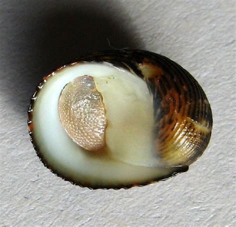 Nerita insculpta Recluz 1841 SHELLS MUŠLE LASTURY