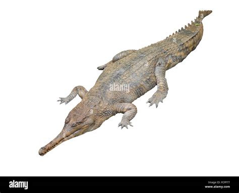 Gavial -Fotos und -Bildmaterial in hoher Auflösung – Alamy