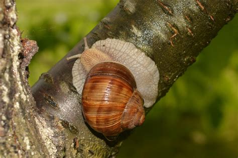 Snail Shell Insect Free Photo On Pixabay Pixabay